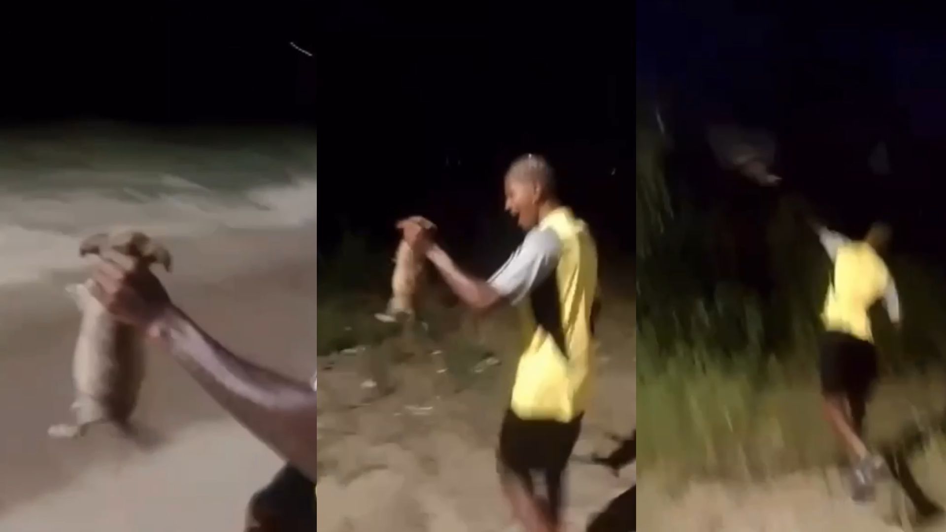 Vídeo: Jovem atira cachorro em matagal e animal morre no RJ