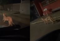 Vídeo: onça-parda é vista andando pelas ruas de Paranaíba (MS)