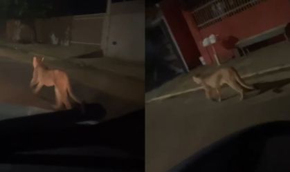 Vídeo: onça-parda é vista andando pelas ruas de Paranaíba (MS)