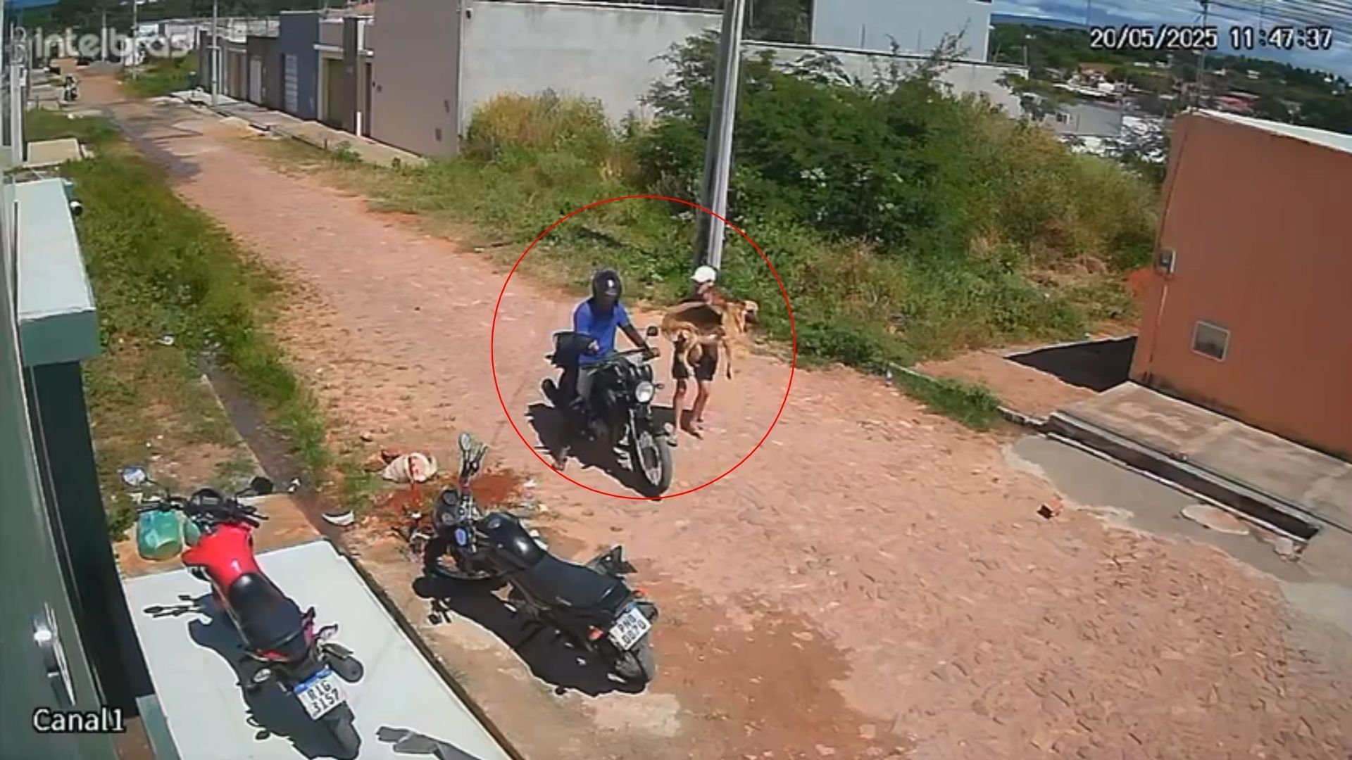 MOTOCICLISTAS FURTAM PASTOR-ALEMÃO