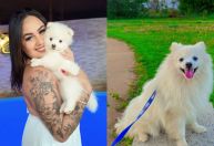 Homem mata cachorro da ex a facadas após fim do relacionamento