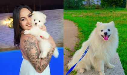 Homem mata cachorro de ex a facadas por não aceitar fim de relacionamento