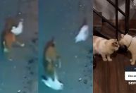 Vídeo: Gato enfrenta cão para salvar gata que estava sendo atacada em SP