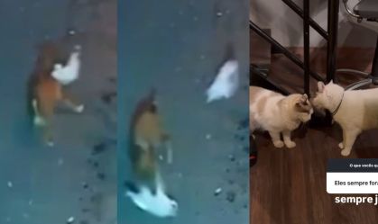 Vídeo: Gato enfrenta cão para salvar gata que estava sendo atacada em SP