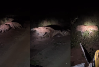 Vídeo: Encontro de onças-pintadas termina em briga durante safari
