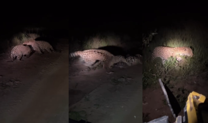 Vídeo: Encontro de onças-pintadas termina em briga durante safari