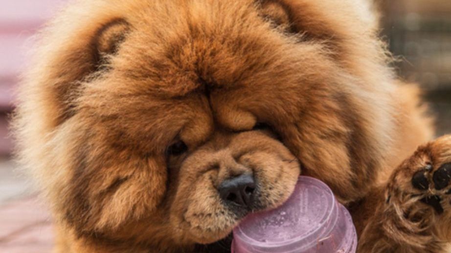 Cachorro chow-chow arranca pedaço da boca de tutora e é eutanasiado em RO