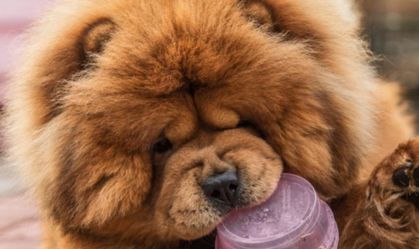 Cachorro arranca pedaço da boca de tutora e é submetido à eutanásia em RO