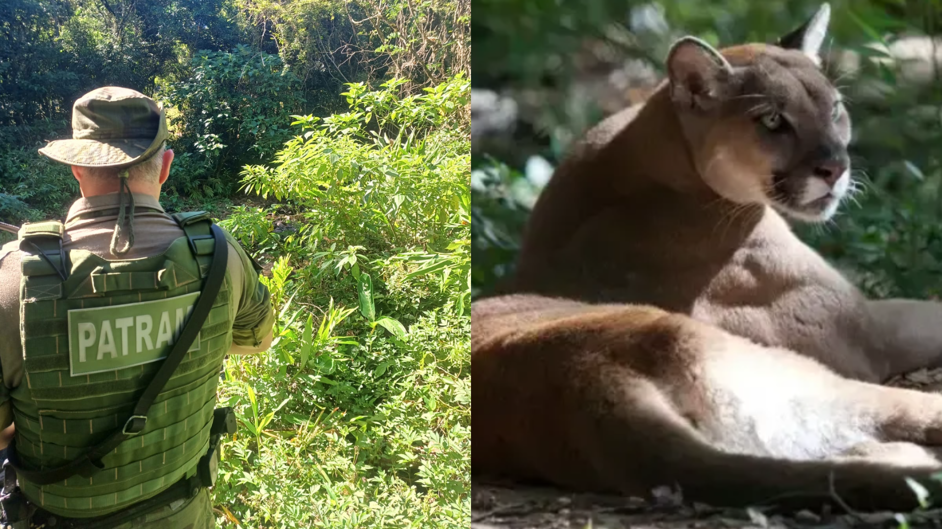 Imagem de destaque do post: Polícia ambiental procura onça que atacou idoso no RS