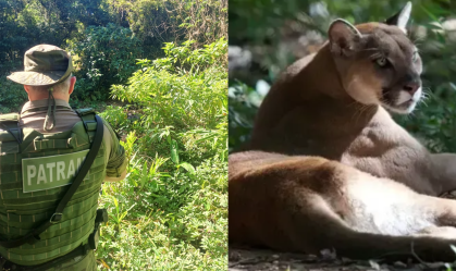 Veja imagens de buscas por onça-parda que atacou idoso no RS