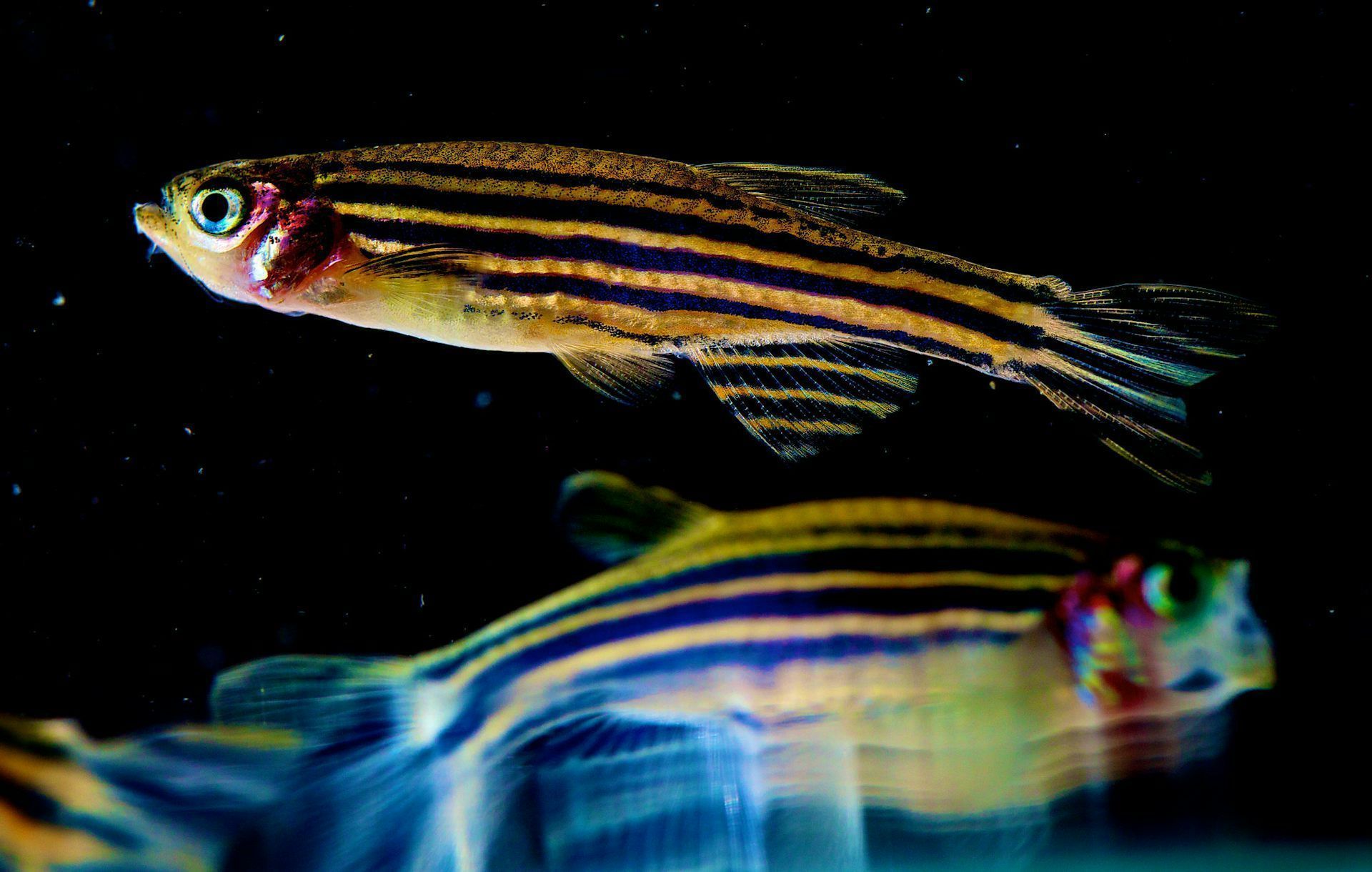 O peixe-zebra é o favorito dos cientistas para pesquisas em estágio inicial • Uri Manor/NICHD via Flickr