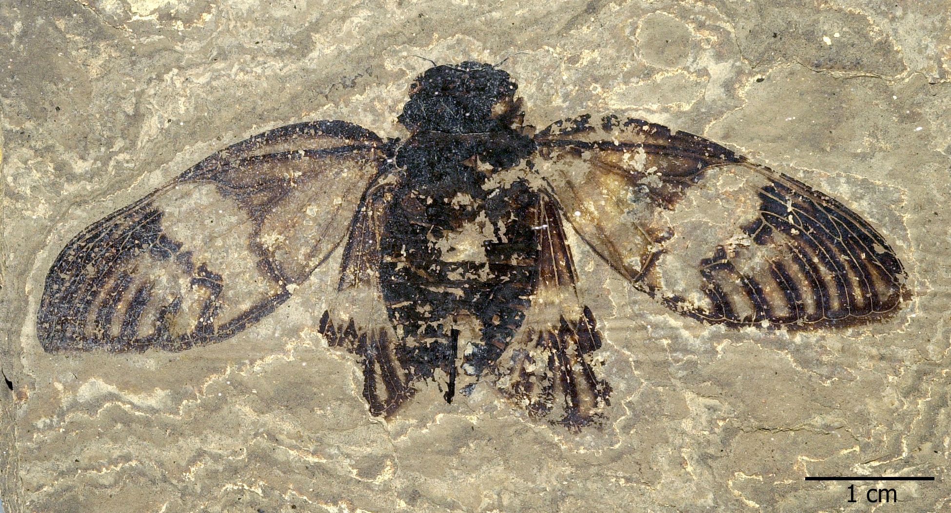 fossil-cigarra