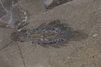 Fóssil de 506 milhões de anos revela pequeno predador de três olhos