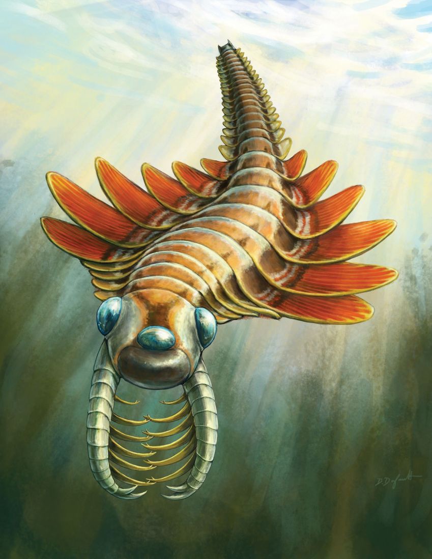 Uma ilustração retrata a aparência de Mosura fentoni nadando no oceano • Danielle Dufault/ROM
