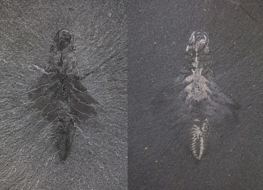 Pesquisadores fotografaram um fóssil sob duas condições de iluminação diferentes. Uma imagem (à esquerda) destaca o formato do corpo, enquanto a outra (à direita) mostra traços refletivos do intestino, sistema circulatório, olhos e sistema nervoso • Jean-Bernard Caron/ROM