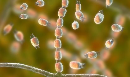 Infecções por superfungos preocupam especialistas e desafiam tratamentos
