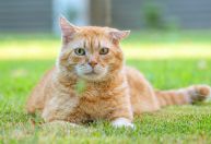 Aberração? Cientistas descobrem a origem genética da cor do gato laranja