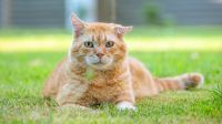 Aberração? Cientistas descobrem a origem genética da cor do gato laranja