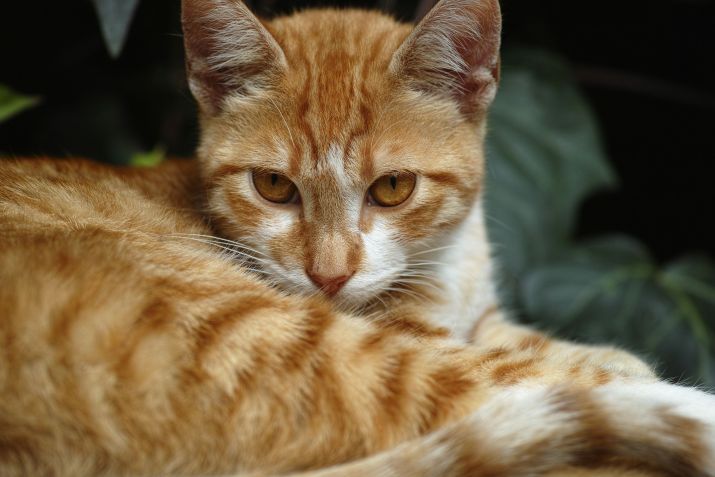 A cor laranja dos gatos está relacionada ao gene Arhgap36, mas tudo indica que a alteração na pigmentação é a única característica associada a essa peculiaridade genética • Freestockcenter/Freepik