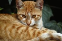 Mais que pets: estudo mostra que 50% dos gatos chegam aos lares por adoção