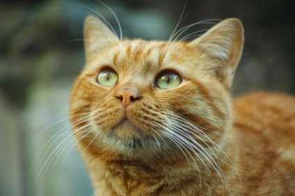A fotografia mostra o rosto de um gato laranja com o fundo desfocado