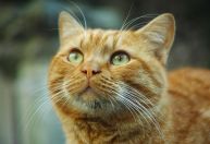 Por que existem gatos laranjas? Entenda o gene que define a coloração