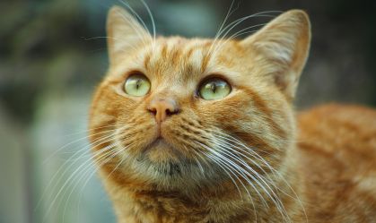 Por que existem gatos laranjas? Entenda o gene que define a coloração
