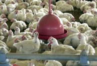 Gripe aviária: Chile e Uruguai suspendem compra de frango do Brasil