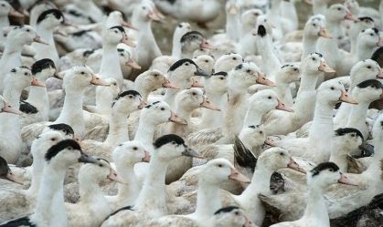 Pato suspeito de ter gripe aviária é encaminhado para laboratório em SP