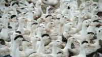 Pato suspeito de ter gripe aviária é encaminhado para laboratório em SP