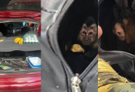 Casal é preso por tentar capturar macaco-prego na Floresta da Tijuca