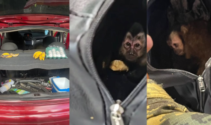 Casal é preso por tentar capturar macaco-prego na Floresta da Tijuca