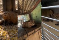 Servidor do Ibama é investigado por transporte irregular de animais