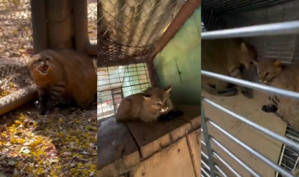 Servidor do Ibama é investigado por transporte irregular de animais