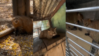 Servidor do Ibama é investigado por transporte irregular de animais