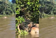 Vídeo: Onça arrasta boi em rio no Pantanal; veja