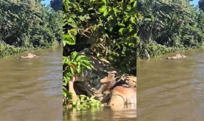 Vídeo: Onça arrasta boi em rio no Pantanal; veja