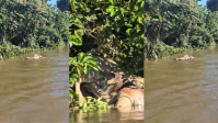 Vídeo: Onça arrasta boi em rio no Pantanal; veja