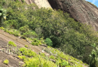 Estudo encontra plantas resistentes ao calor em morros do Espírito Santo