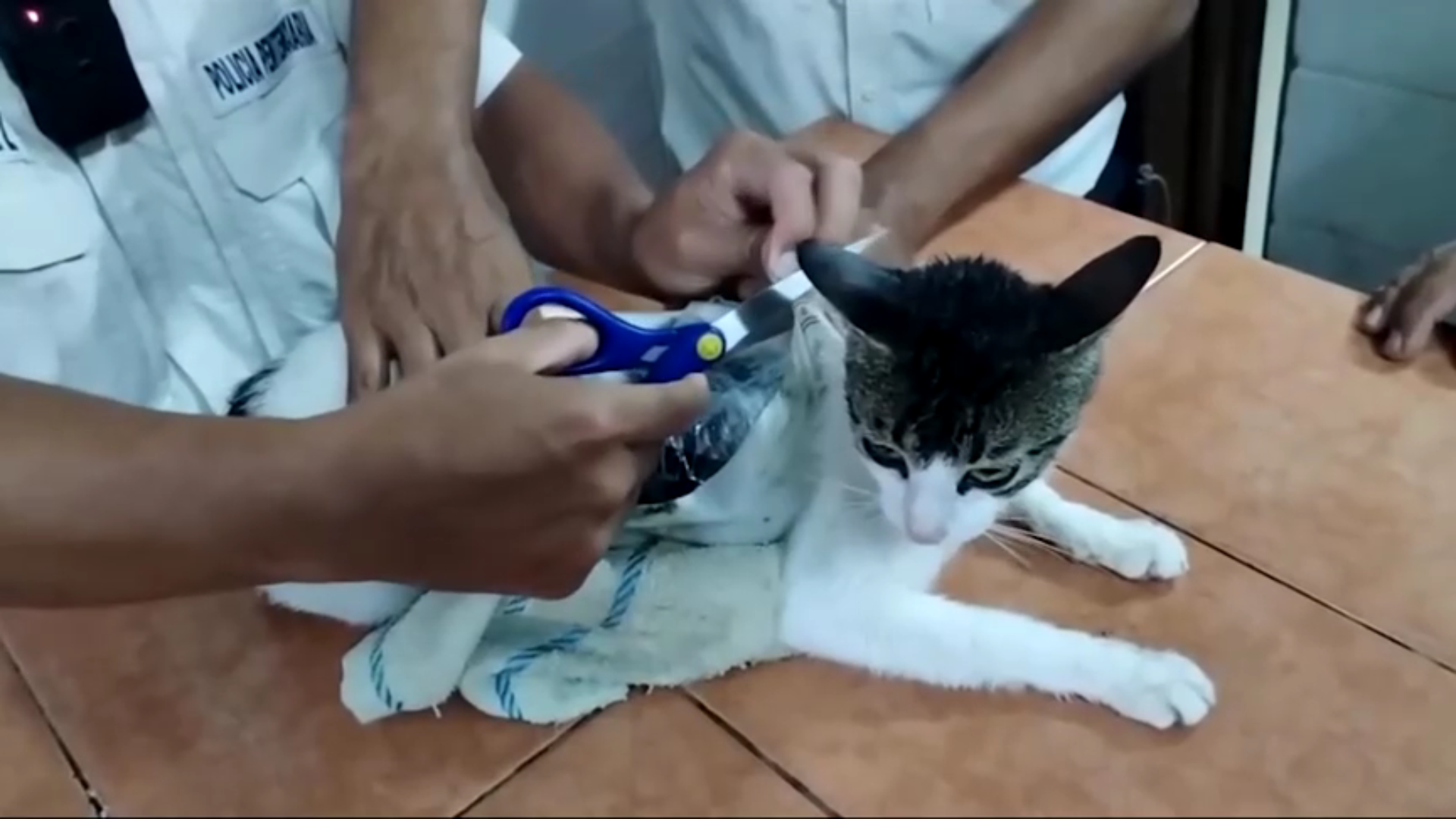 Gato é usado para contrabandear drogas em prisão na Costa Rica.