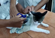 "Narcogato": felino é usado para levar drogas para prisão na Costa Rica