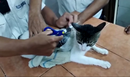 "Narcogato": felino é usado para levar drogas para prisão na Costa Rica