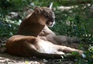 Ibama confirma que idoso foi atacado por onça-parda no RS