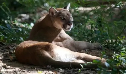 Ibama confirma que idoso foi atacado por onça-parda no RS
