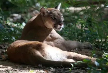Criança é atacada por onça durante trilha na Chapada dos Veadeiros (GO)