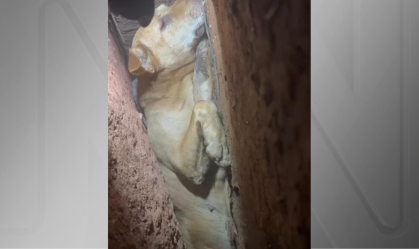 Cadela é resgatada de fenda de pedras após operação de oito horas no RS
