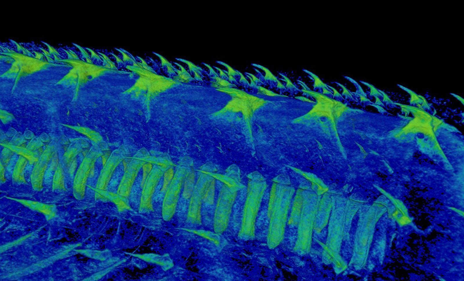 Uma tomografia computadorizada mostra dentículos em um tubarão-gato. Essas estruturas semelhantes a dentes estão conectadas ao sistema nervoso • Yara Haridy/Universidade de Chicago