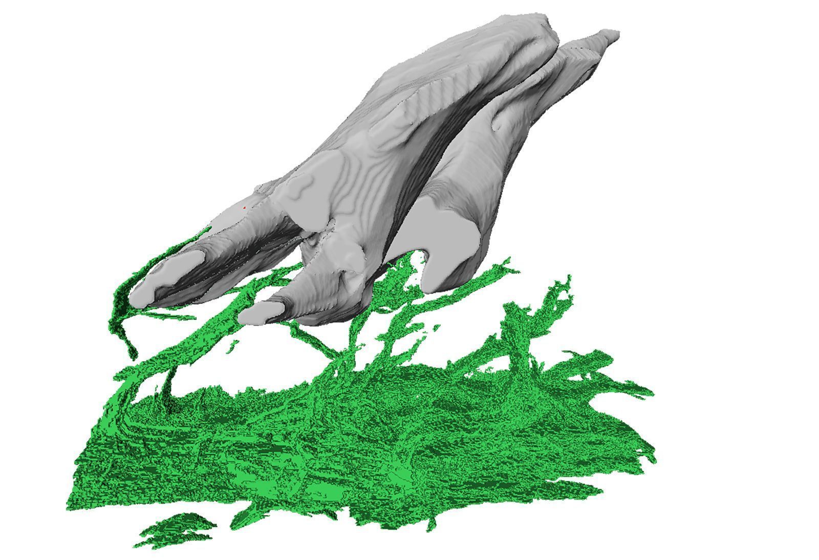 Uma varredura da estrutura de um odontódio semelhante a um dente do peixe-gato com boca de ventosa mostra nervos (em verde) que permitem a transmissão de informações sensoriais do odontódio para o sistema nervoso • Yara Haridy/Universidade de Chicago