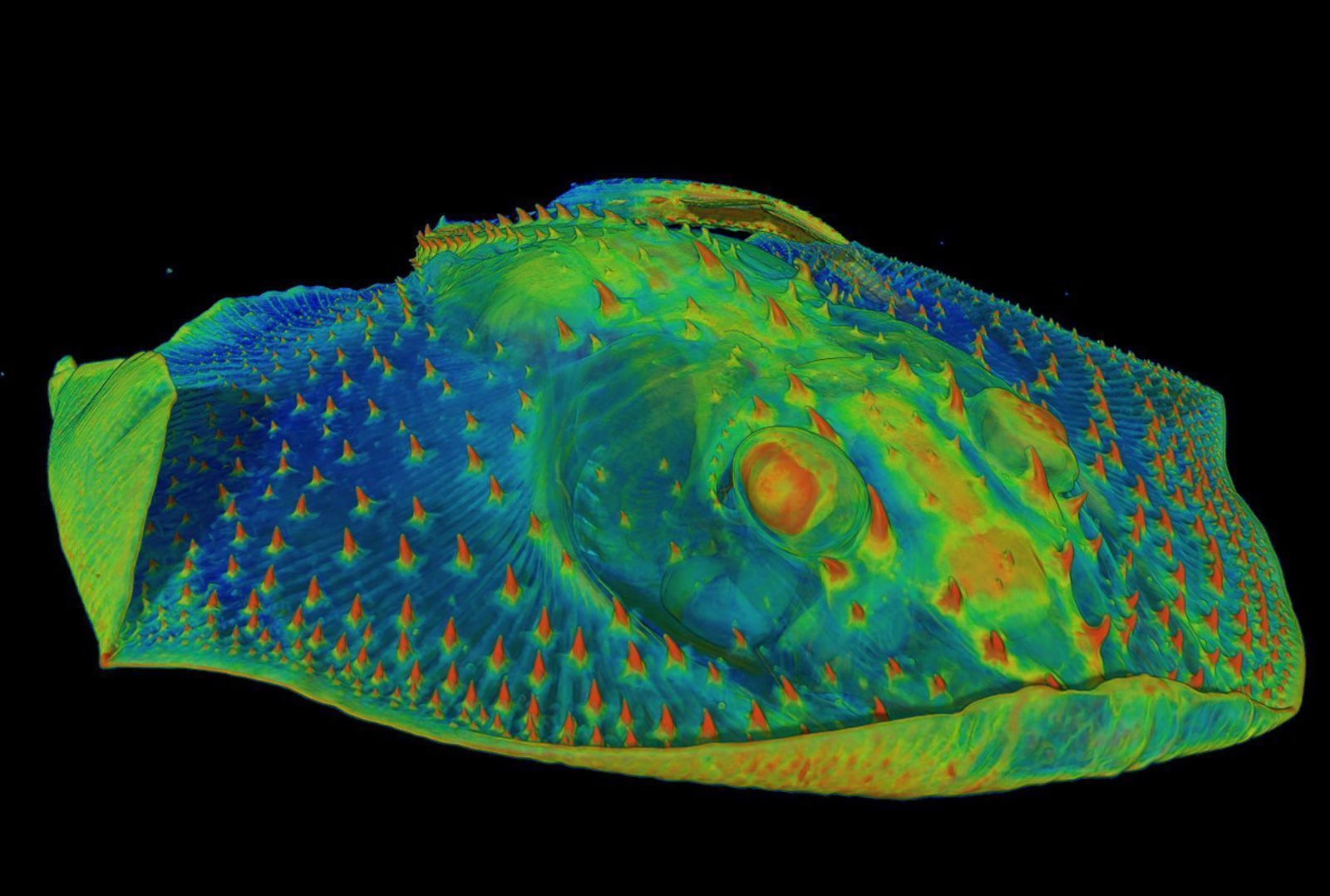 Uma tomografia computadorizada da parte frontal de uma raia mostra os dentículos duros, semelhantes a dentes, em sua pele (mostrados em laranja) • Yara Haridy/Universidade de Chicago