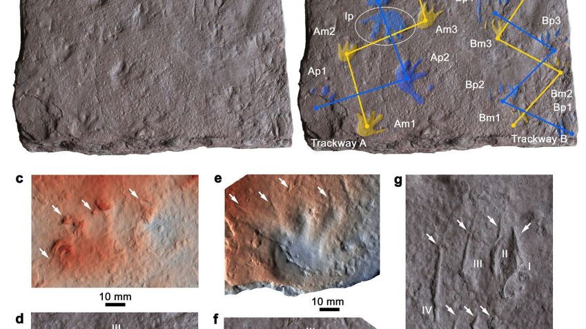 Os pesquisadores analisaram os conjuntos de pegadas na pedra para determinar que tipo de animal as fez • Long et al